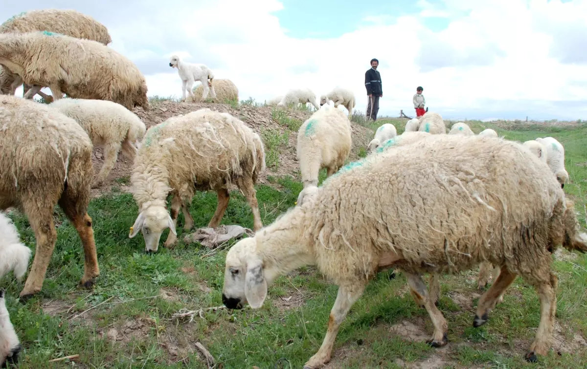 Aksaray\'da 10 Bin Kuzunun Hastalıktan Öldüğü İddiası