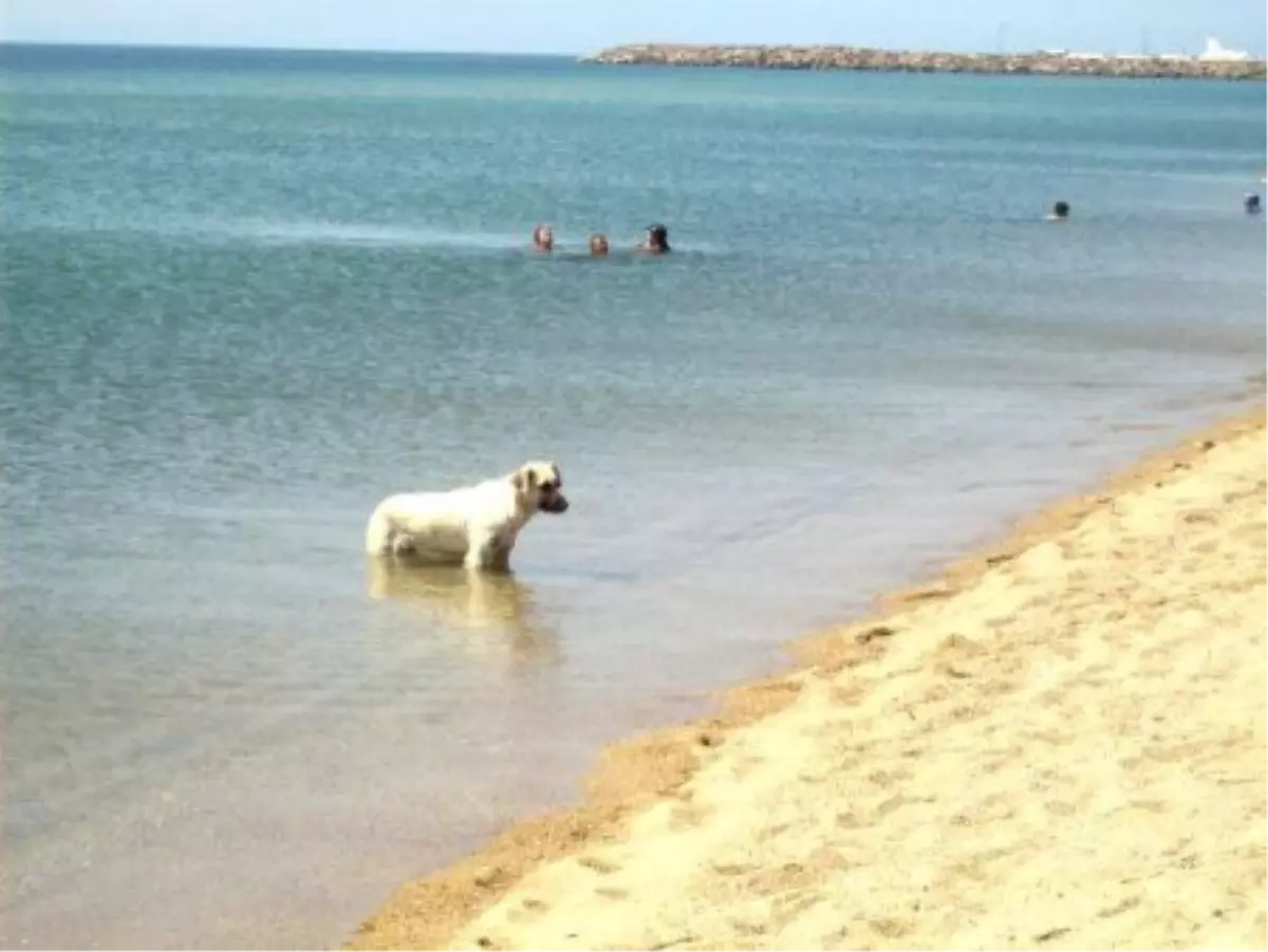 Köpeklerin Serinleme Çabası