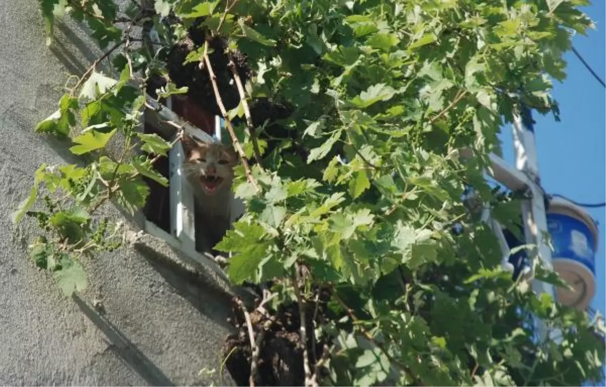 Balkonda Mahsur Kalan Kediyi Kurtarma Operasyonu