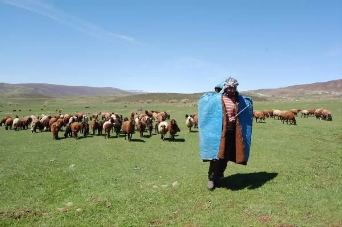 Gazete İlanıyla Çoban Arıyor