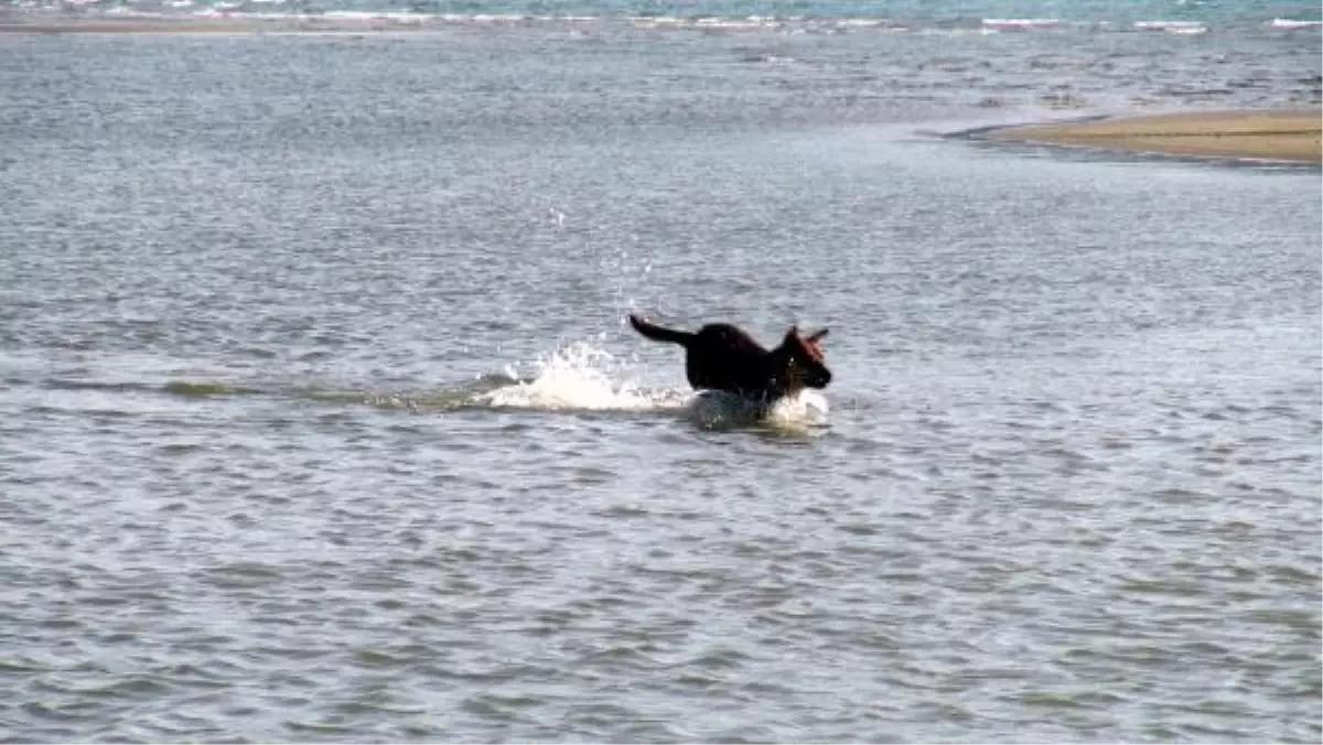 Köpeklerin Serinleme Çabası