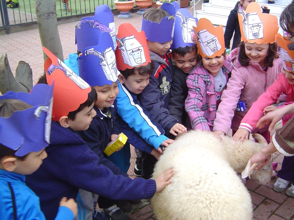 Minikler Sağılan Sütü İçti