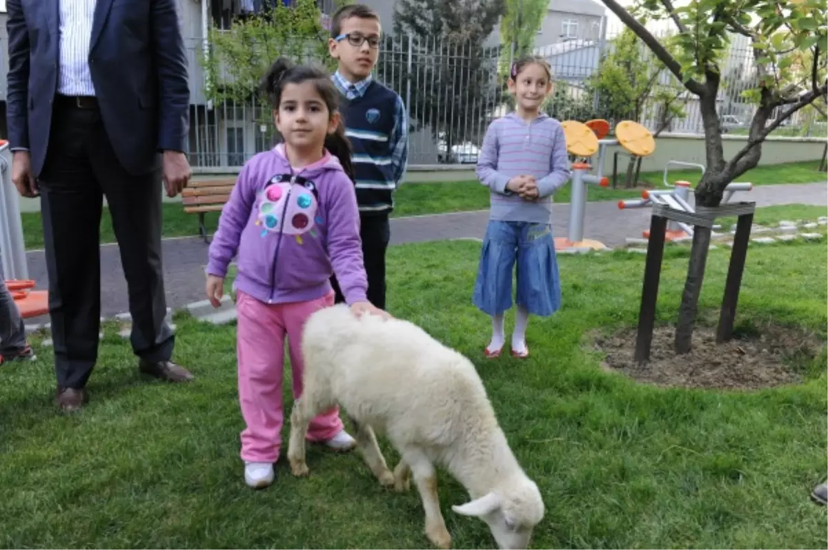 Pikniğe Gelenleri Kuzular Karşılıyor