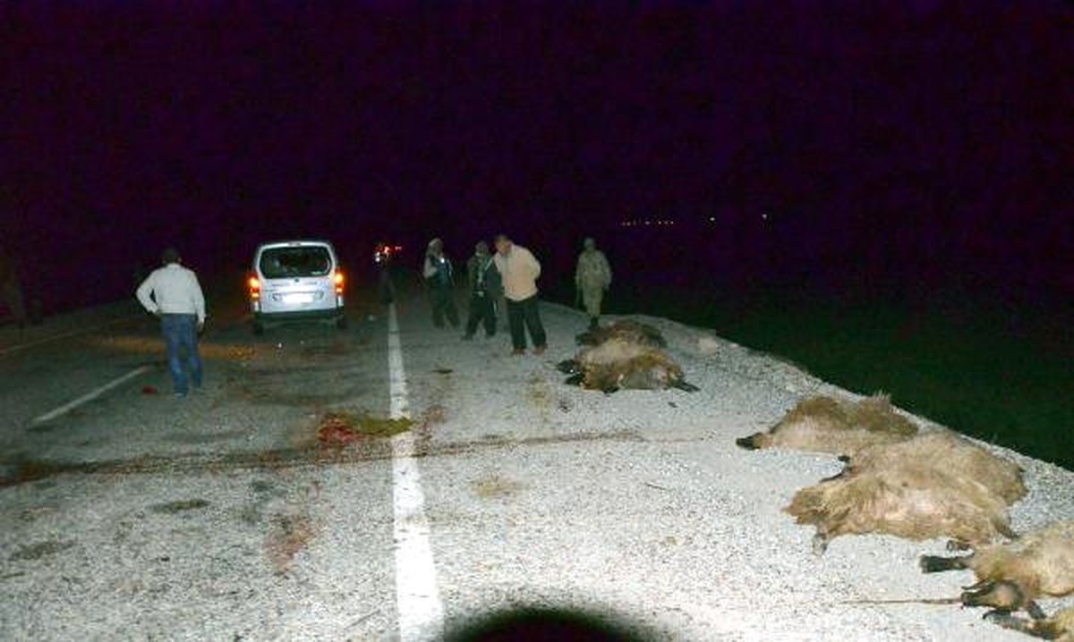 Araç Sürüye Daldı, 60 Koyun Telef Oldu