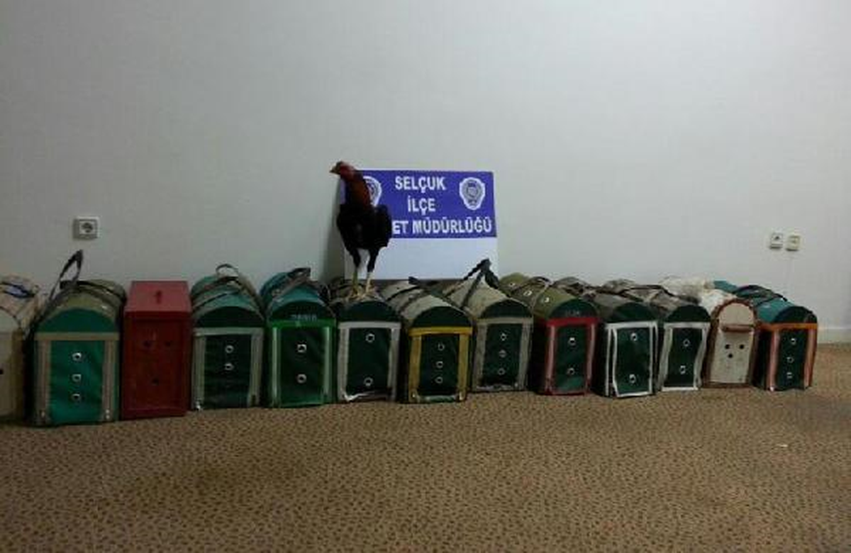 Bağ Evinde Horoz Dövüşüne 16 Gözaltı