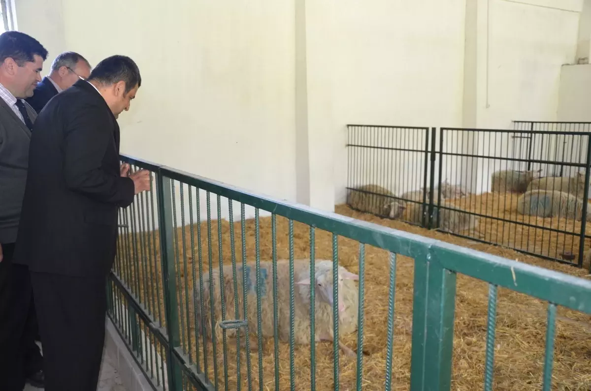 Çomü Süt Koyunculuğunda Marka Olmayı Hedefliyor