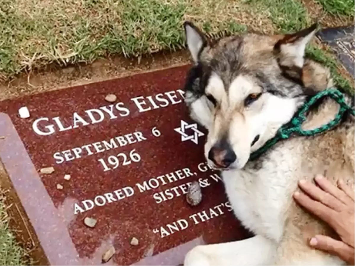 İnsan Gibi Ağlayan Köpek