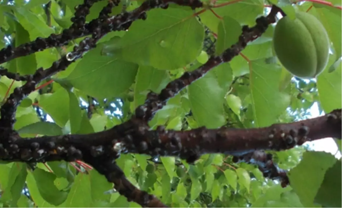Malatya\'da Kayısı Bahçelerine "Erik Koşnili" Tehdidi