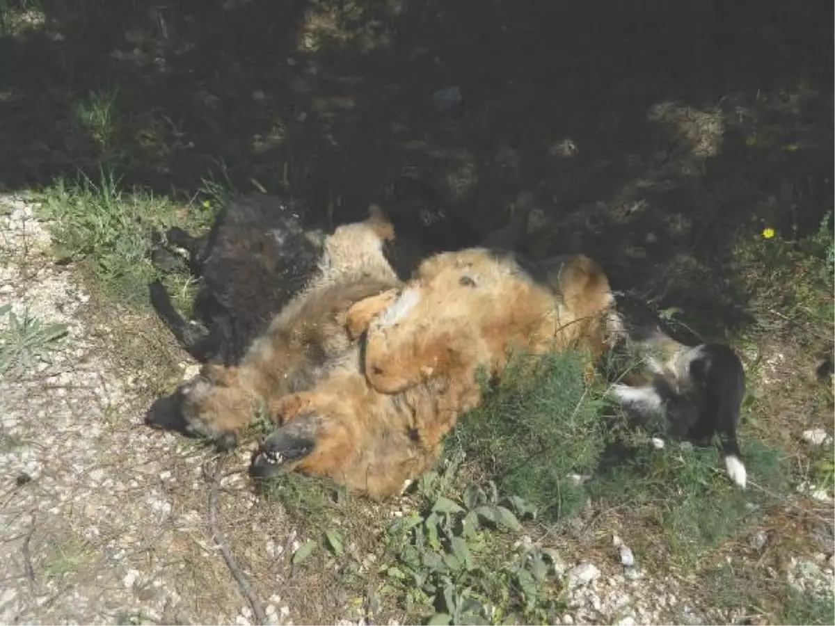 Sokak Köpekleri Zehirlenerek Öldürüldü