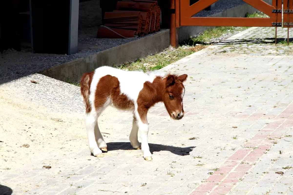 Tayın Adı Kordelya Oldu