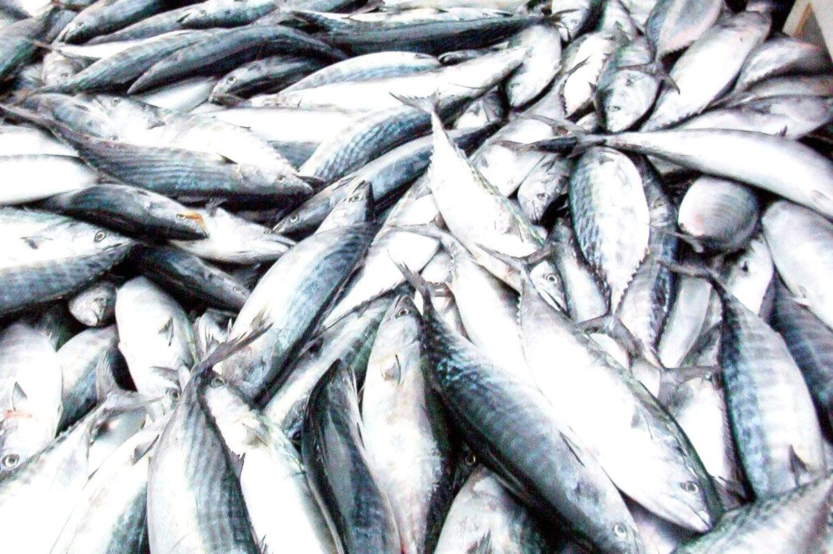 Trabzon\'da Geçtiğimiz Av Sezonunda 16 Bin 483 Ton Hamsi Avlandı
