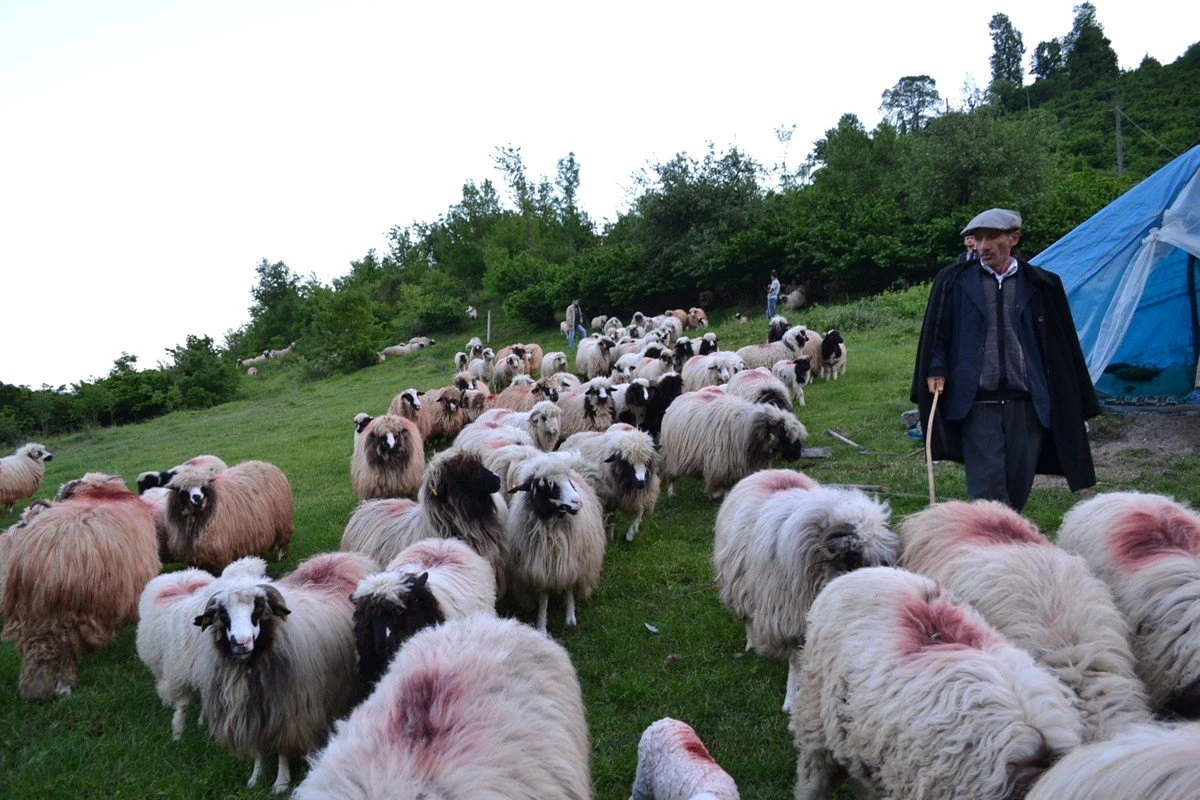 Çobanların Yayla Yolculuğu Başladı