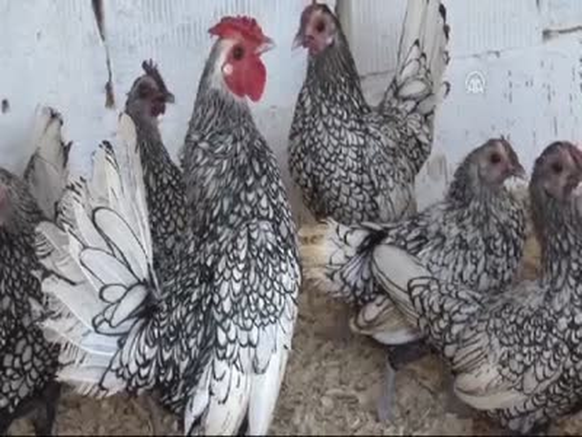 Hayvan Sevgisi "Çiftlik" Kurdurttu