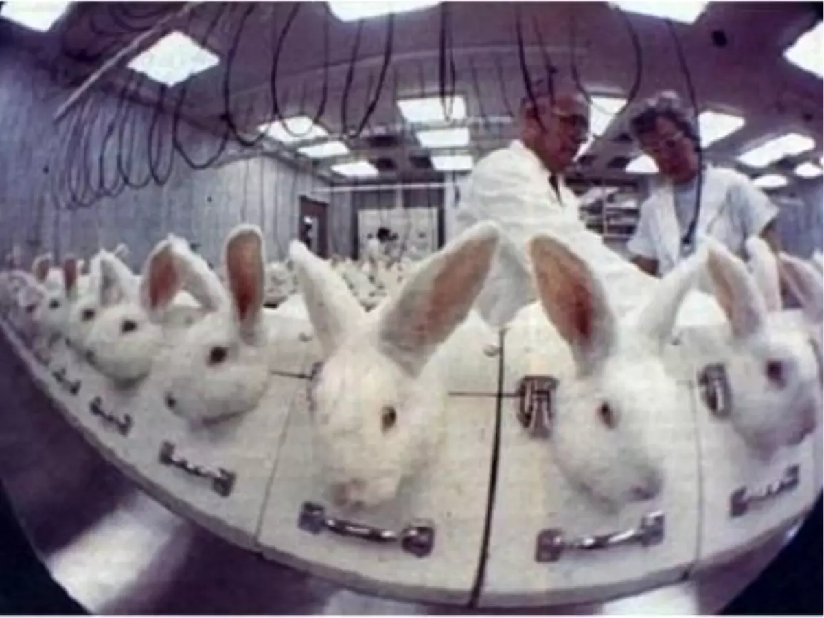 İngiltere\'de Hayvan Deneyi Eziyeti