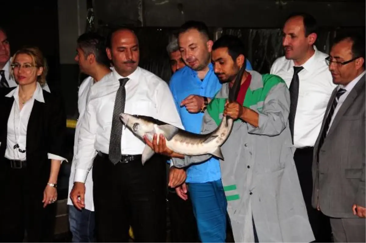 Mersin Balığı Çiftliğinde İlk Siyah Havyar Üretimi