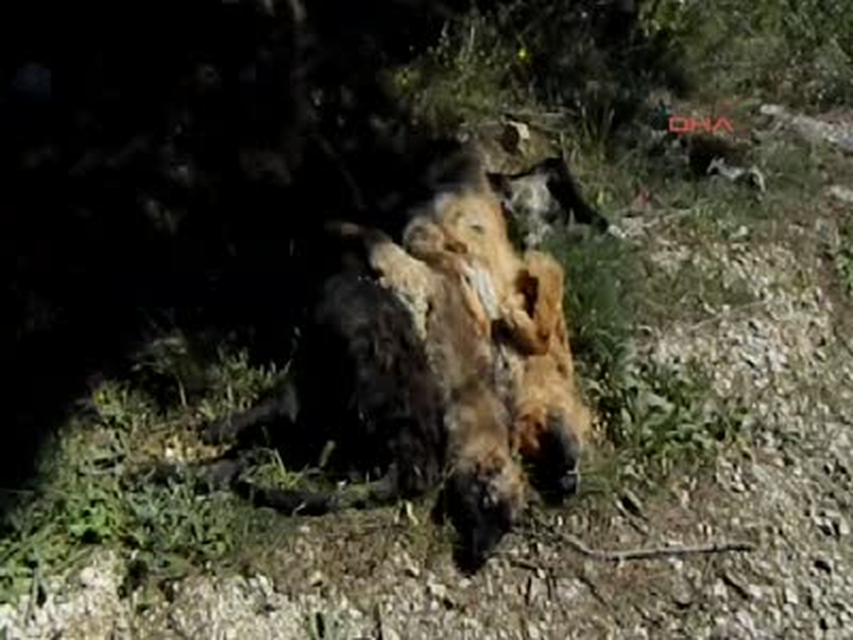 Mudanya\'da Sokak Köpekleri Zehirlenerek Öldürüldü Bursa\'nın Mudanya İlçesi\'nde Dün 5 Sokak...