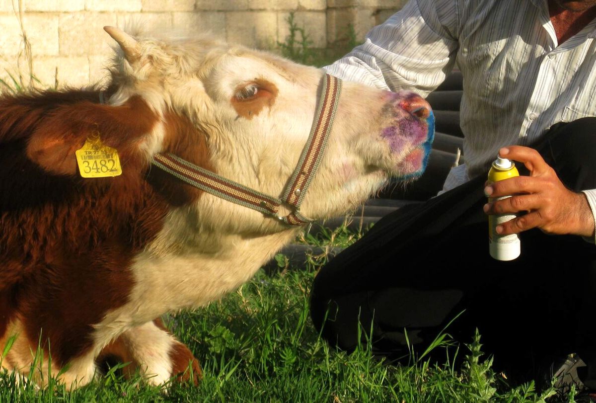 Araban\'da "Şap" Hastalığı