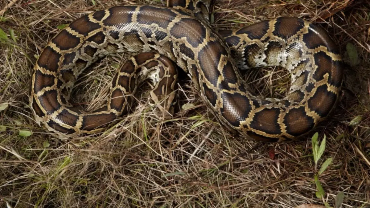 Kayseri\'ye Dev Piton Geliyor