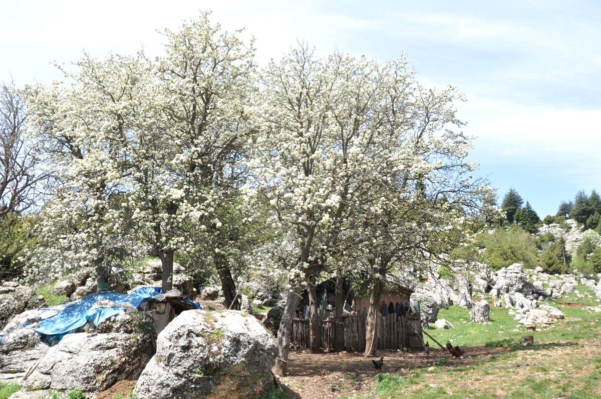 Şehirde Sıcak Bastı, Yaylada Çiçek Açtı