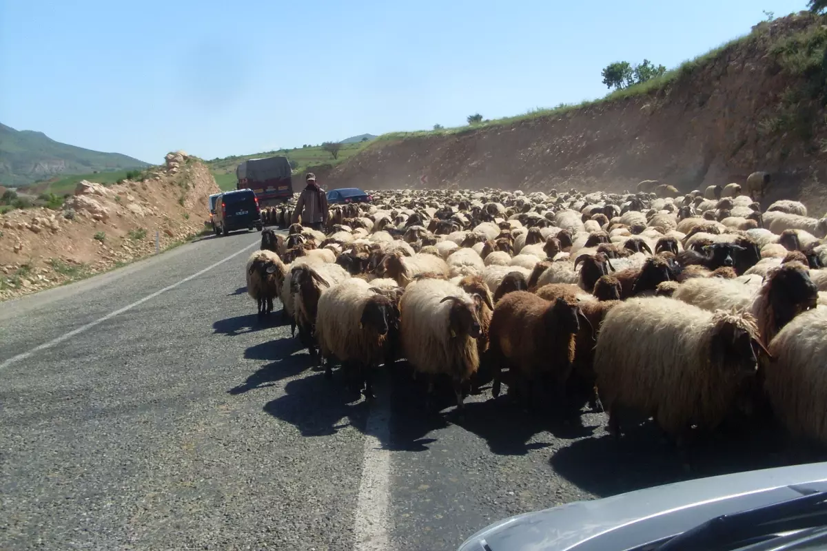 Koyun Sürüsü Karayolu Kapattı