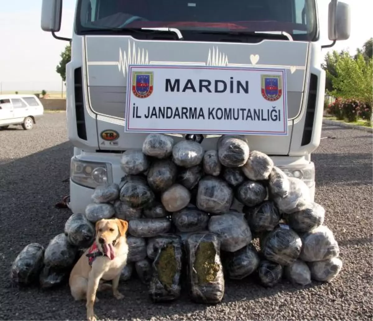 Mardin\'de 170 Kilo Esrar Ele Geçirildi