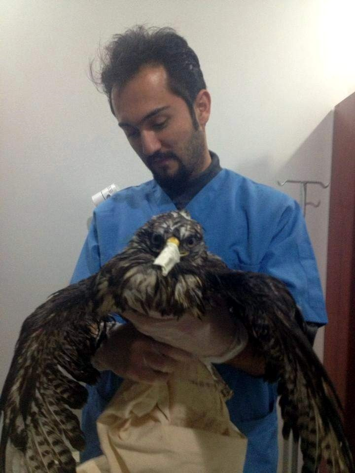 Trafik Kazası Geçiren Şahin, İyileştirilip Doğaya Salındı