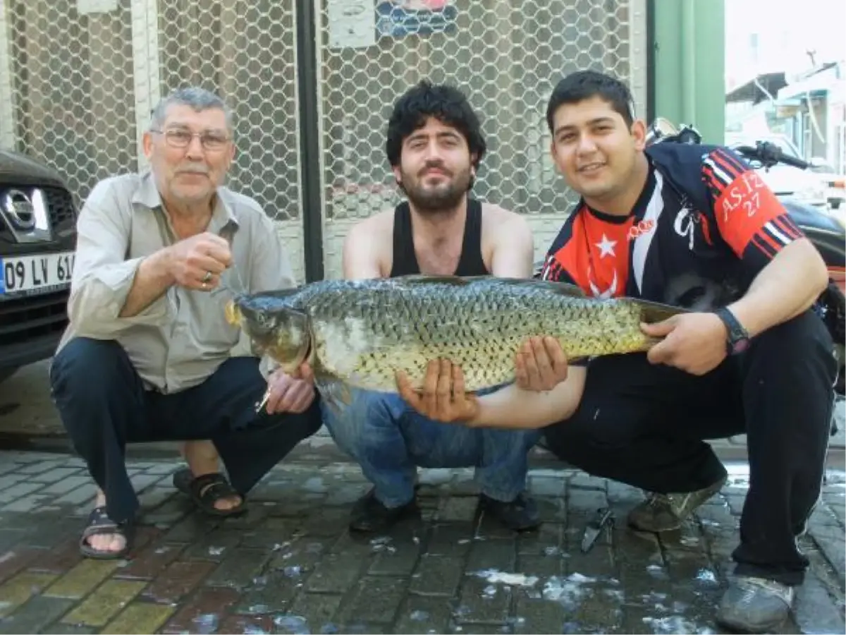 15 Kiloluk Pullu Sazan İlgi Odağı Oldu