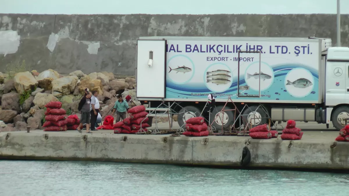 Akçakoca\'da Deniz Salyangozu Av Mevsimi