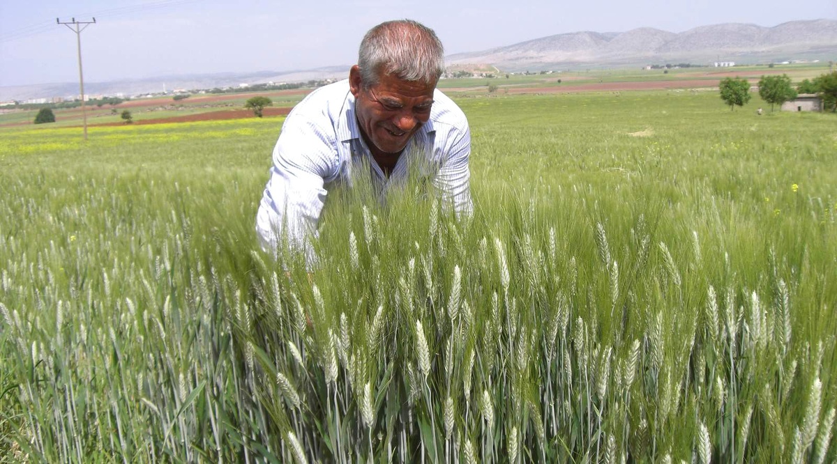 Arabanlılar Firik Festivali İstiyor