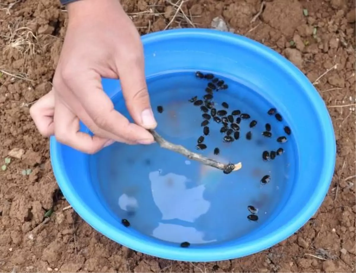 Böcekleri "Mavi" ile Avlıyor