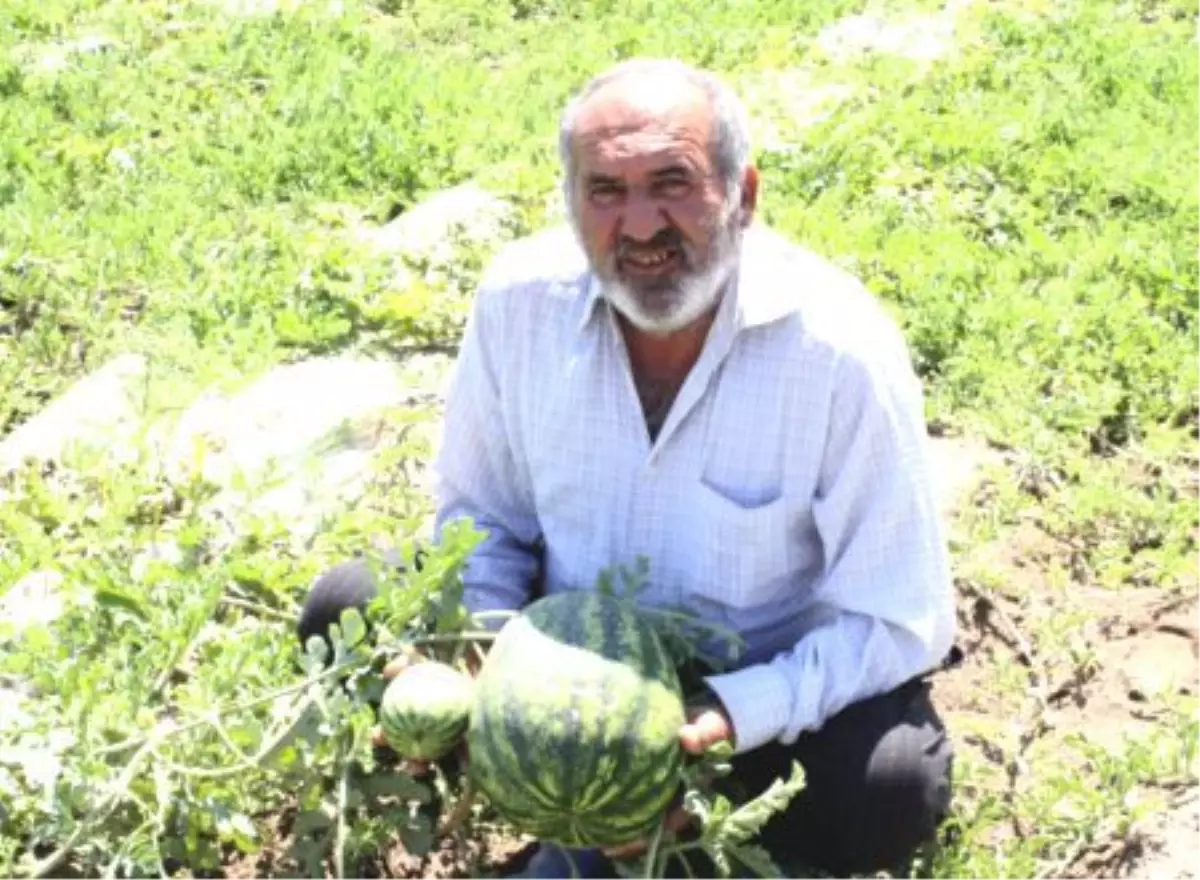 Karpuz Üreticileri Hasat İçin Gün Sayıyor