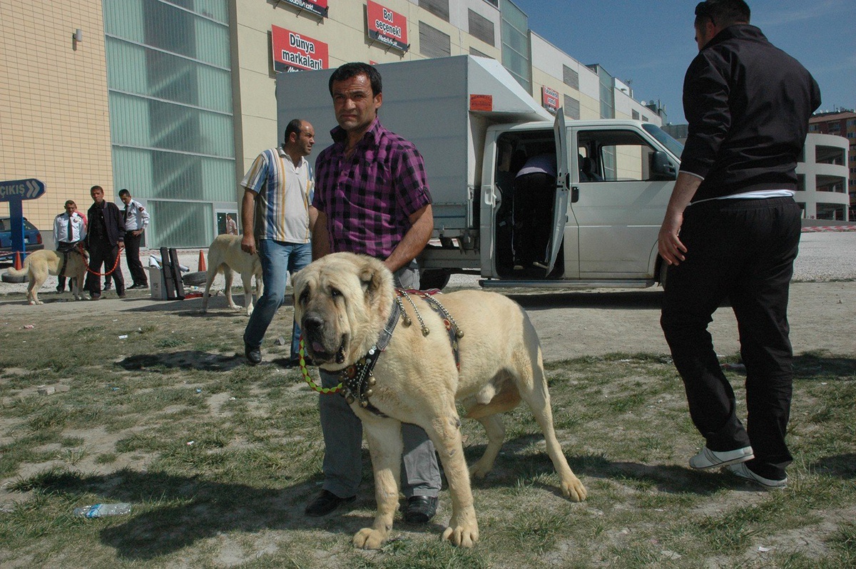 2. Eskişehir Ulusal Irk Standartları Yarışması (Cac) Başladı