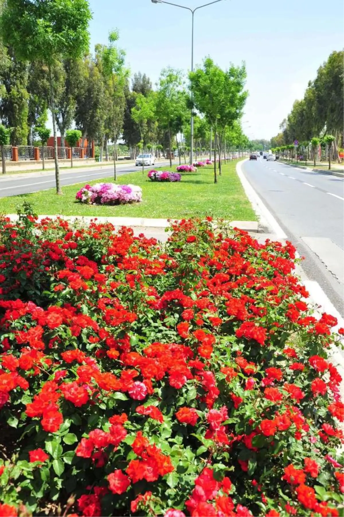 İzmir\'in Yolları Çiçekler Açtı