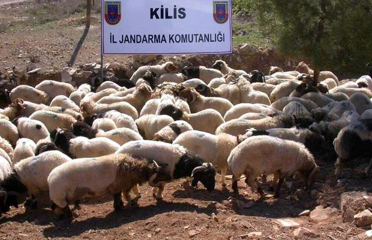 Sınırda Küçükbaş Hayvan Kaçakçılığı