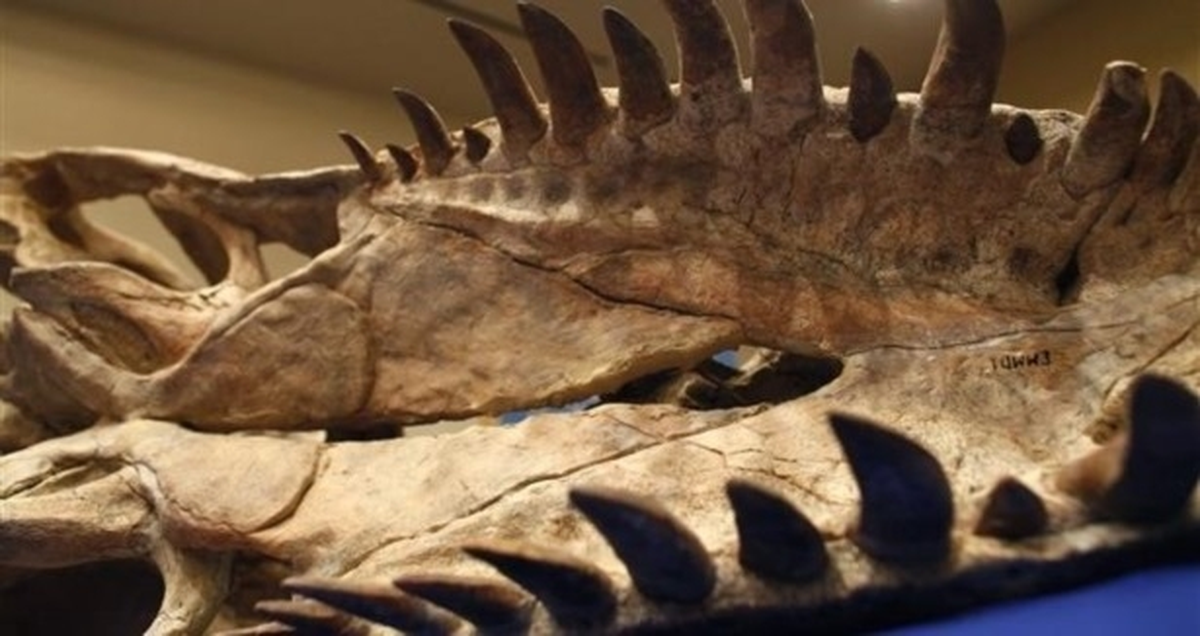 ABD\'ye Kaçırılan Dinozor İskeleti Moğolistan\'a İade Edildi