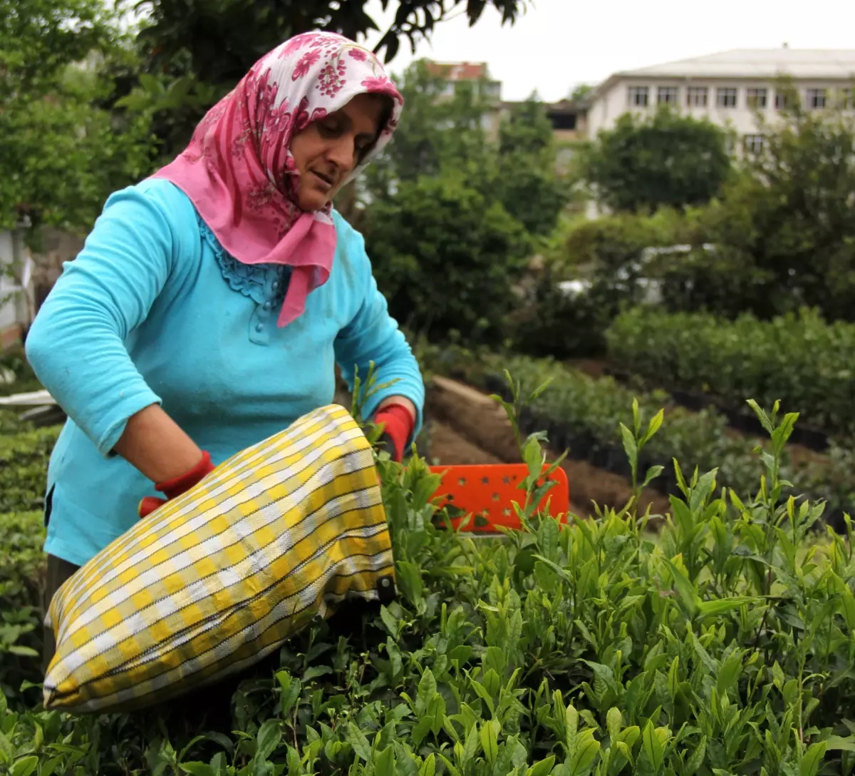 Çay Taban Fiyatı Üreticiyi Memnun Etmedi