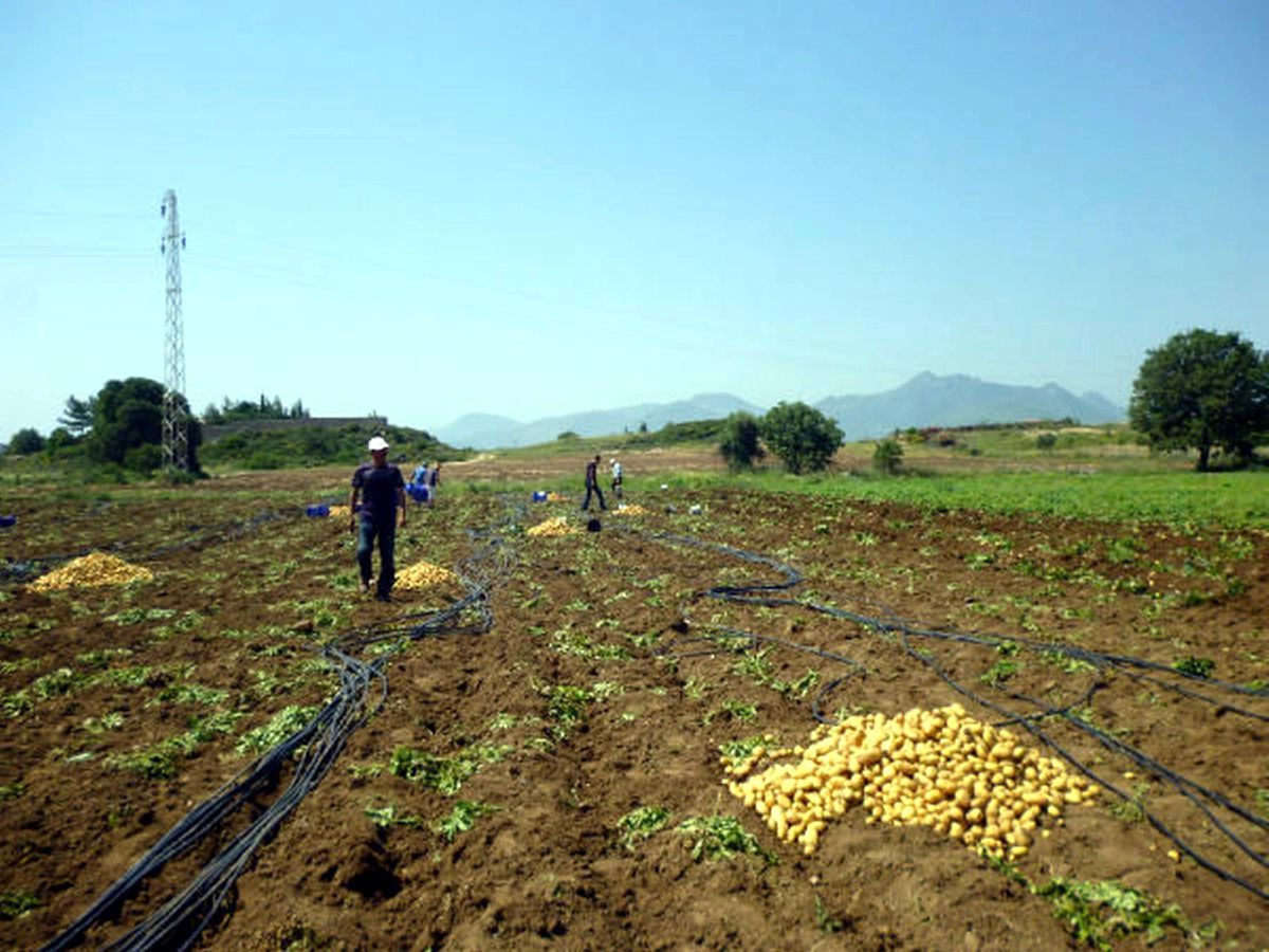 Datça\'da Patates Sorununa Çözüm Aranıyor
