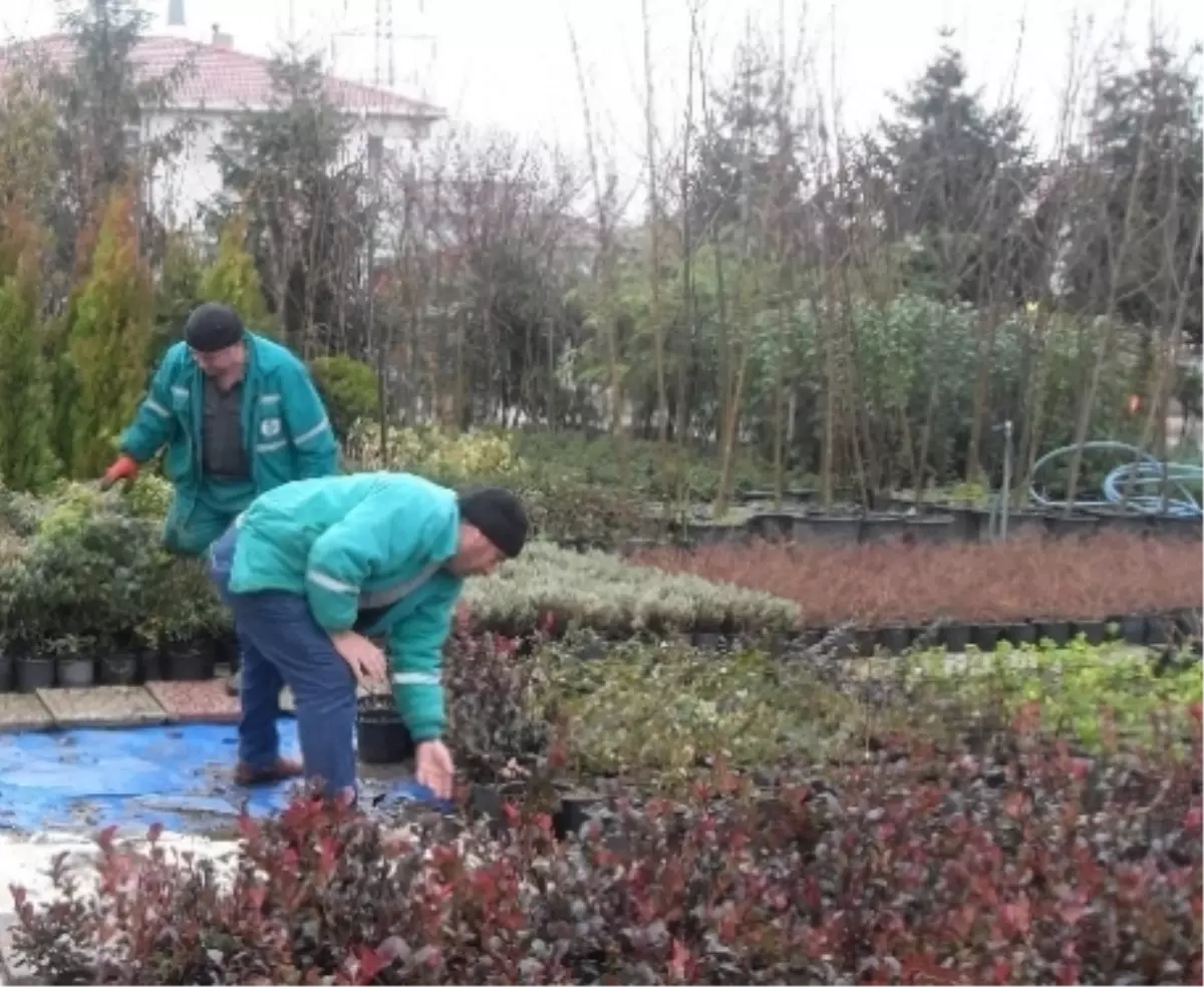 Havza Belediyesi Ücretsiz Fidan Dağıttı