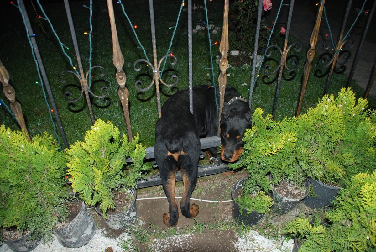 Sapanca\'da Gece Yarısı Köpek Kurtarma Operasyonu