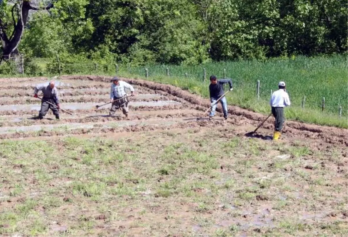 Terör Durdu, Çukurca'da Pirinç Tarlaları Ekiliyor