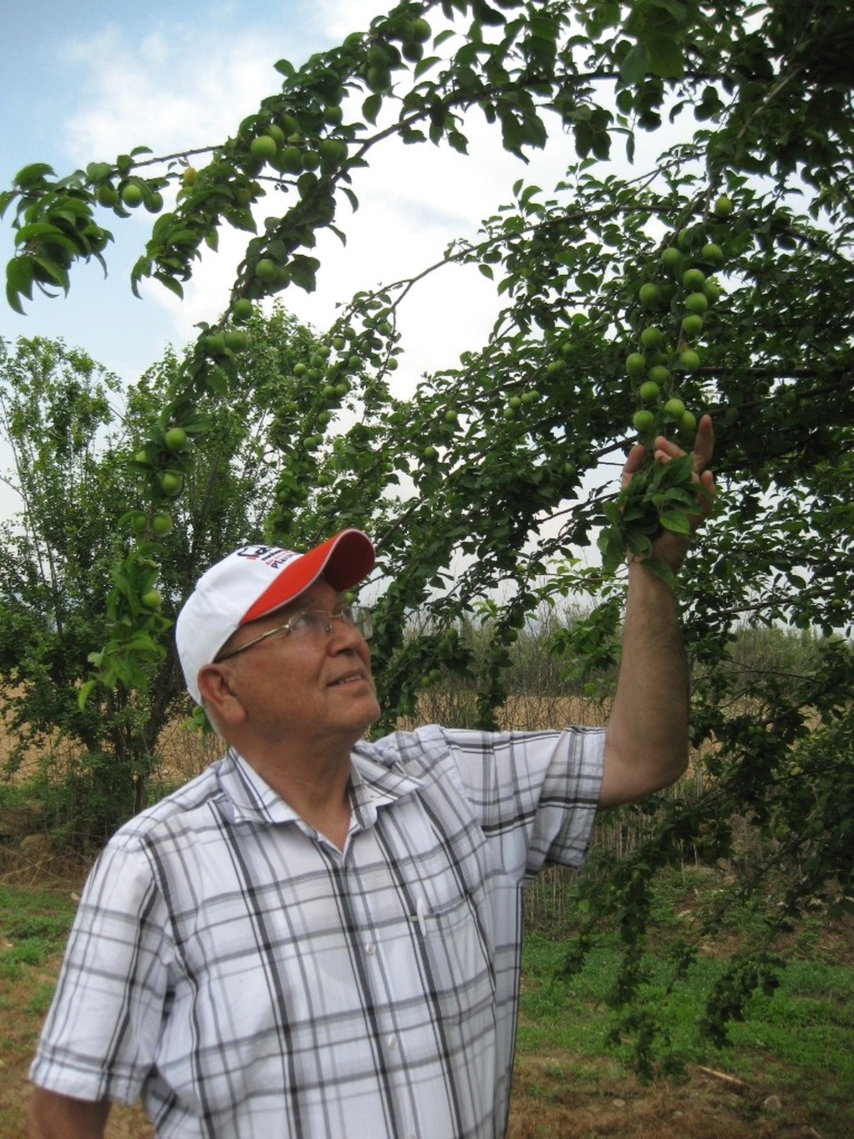 Toptan Erik Fiyatları Tepe Takla