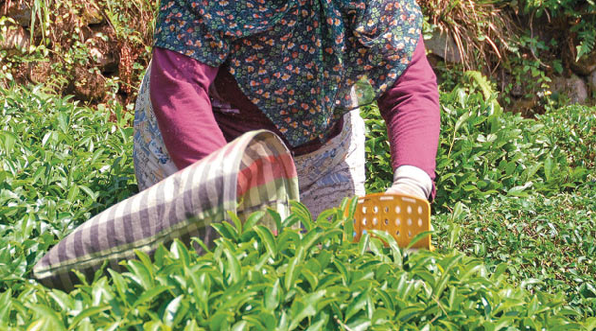 Yaş Çay Taban Fiyatı Değerlendirmesi