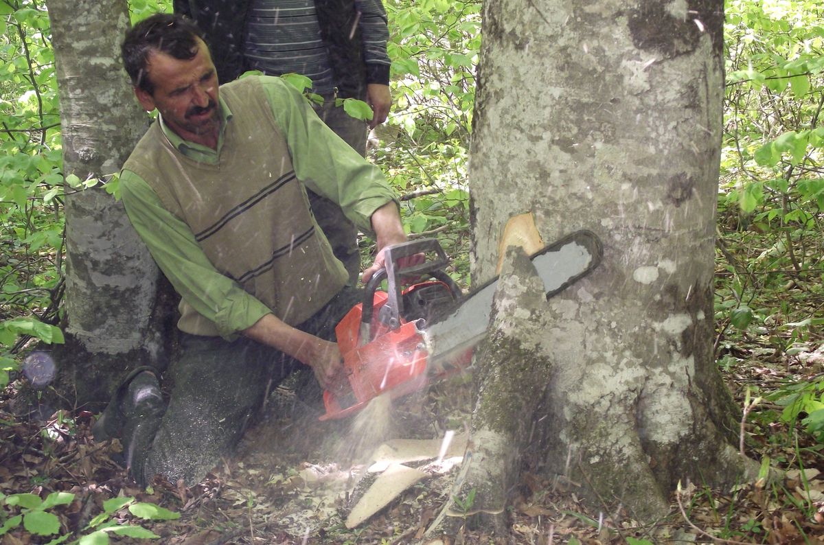 Akkuş'ta Orman Kesme Tatbikatı
