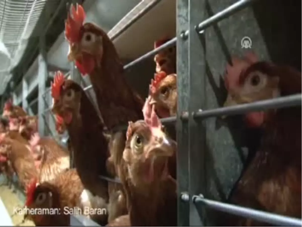 Cezaevinin "Hükümsüz" Tavukları Mozart Dinliyor