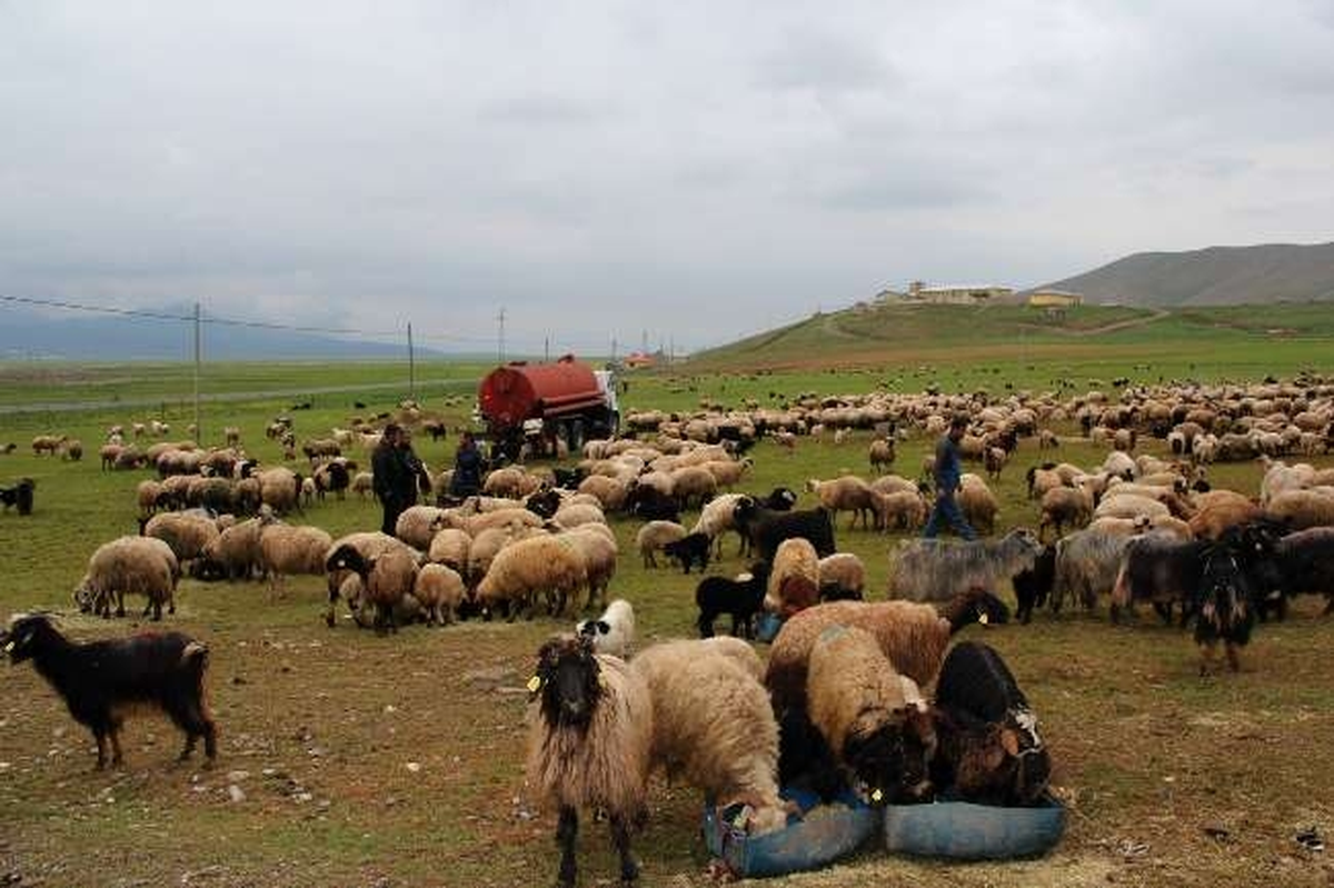 Çözüm Süreciyle Birlikte Hayvancılık da Canlanıyor