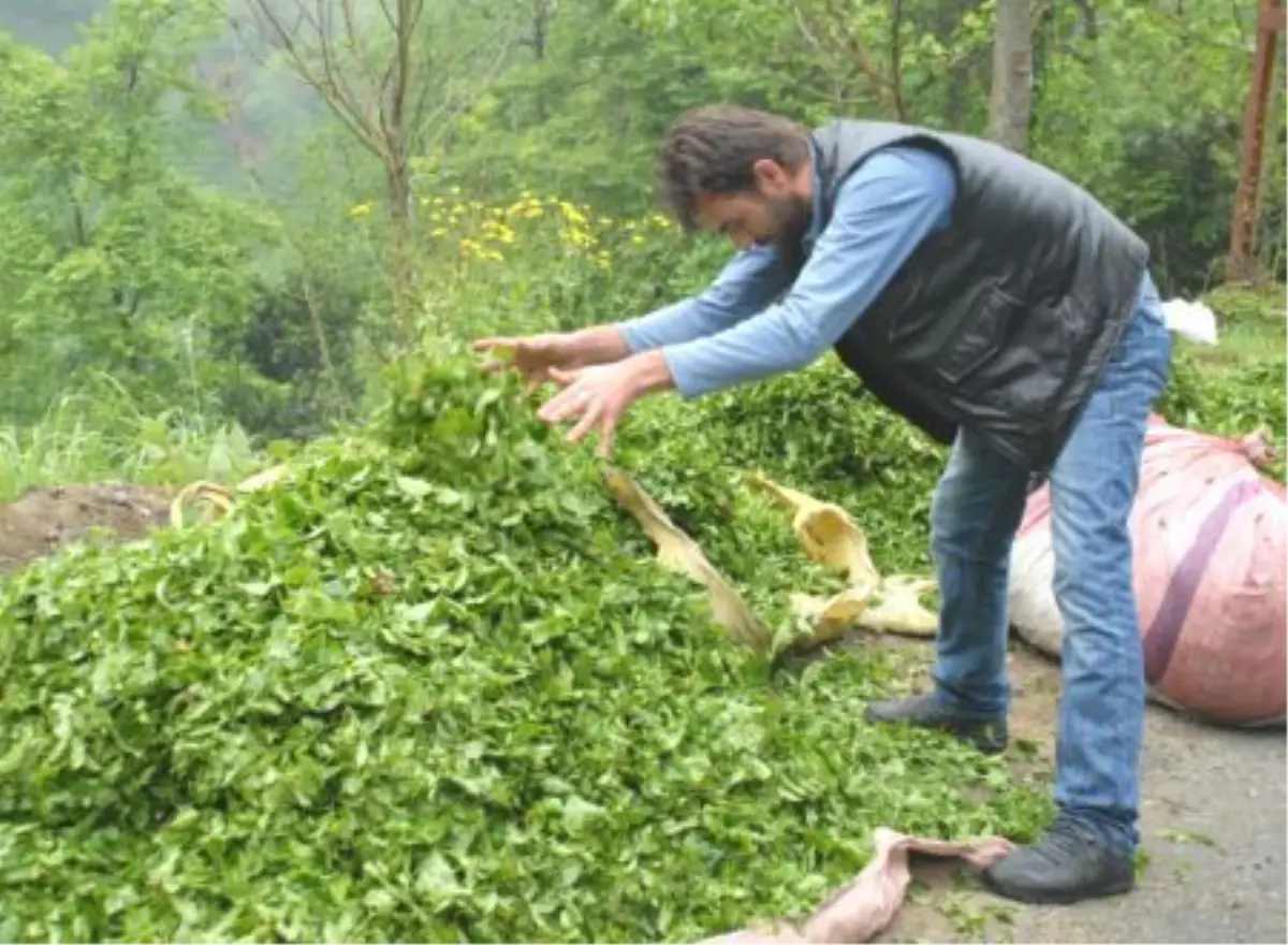 Üreticiler Yaş Çay Fiyatından Memnun