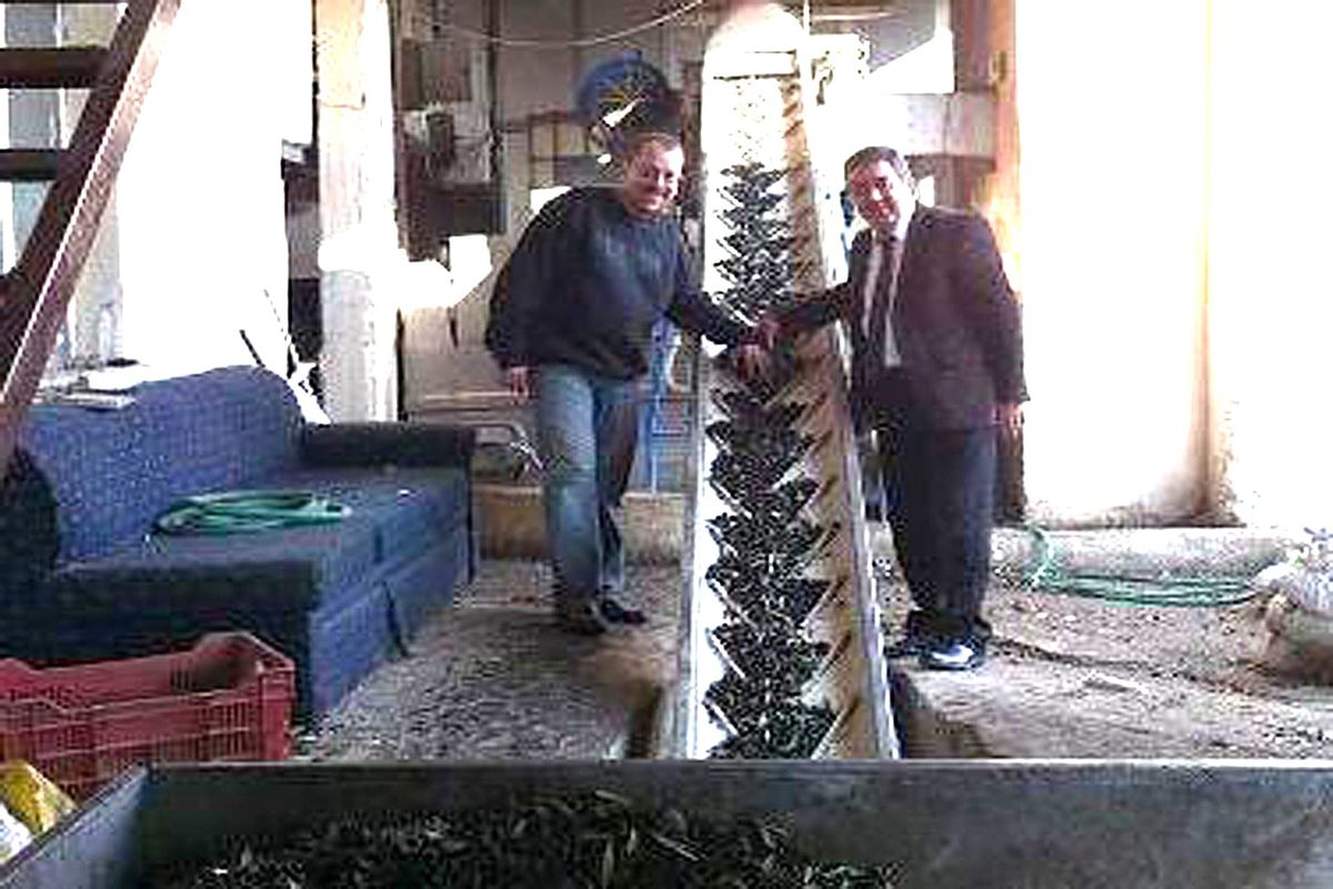 Zeytin Yağı Desteklemelerinde 20 Kuruşluk Artış