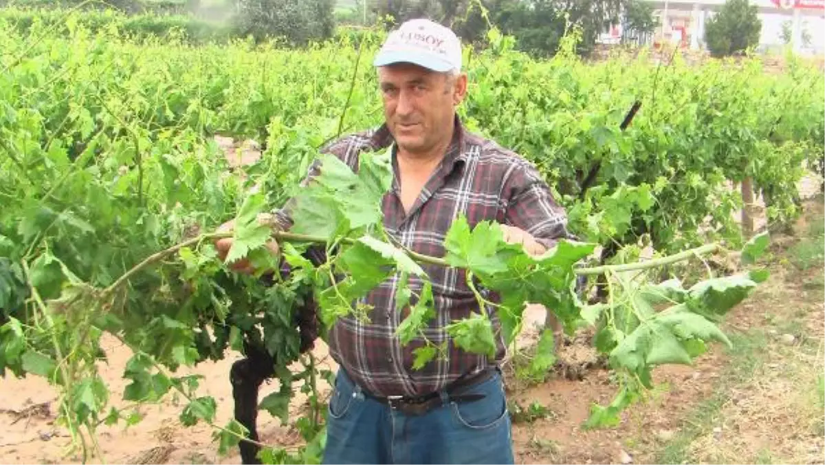 Alaşehir\'de Bağları Dolu Vurdu