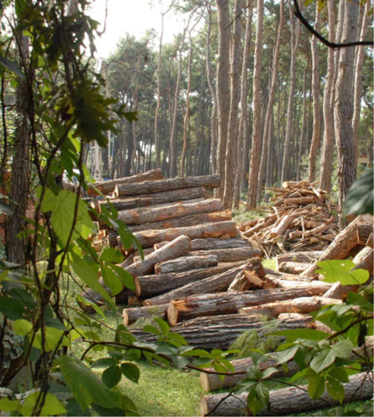 Belgrad Ormanı Kadar Ağacı Kâğıt Bardak İçin Kesiyoruz