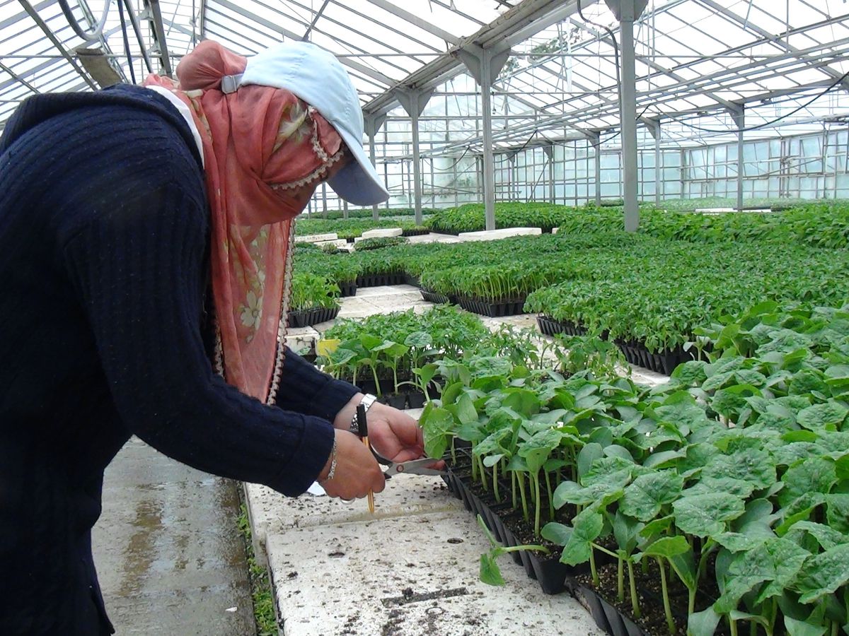 Erzincan\'da Fide Satışları Başladı